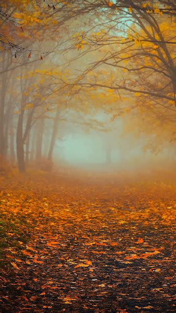 Autumn Forest Fog Foliage