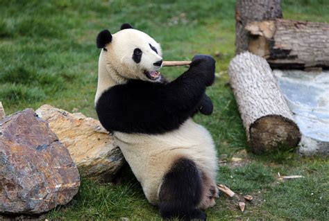 Picture Of Giant Panda