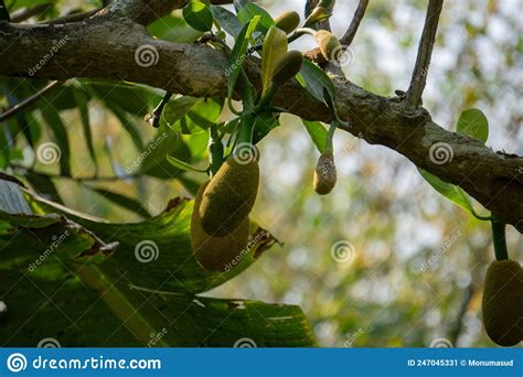 Jackfruit Or Jack Tree Artocarpus Heterophyllus There Are Green Young
