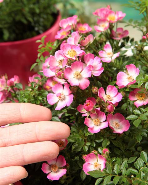 Rosa Cutie Pie Bare Roots — Buy Miniature Rose Online At Farmer Gracy Uk