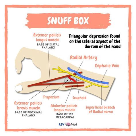 Anatomical Snuff Box Rev Med Anatomy Medizzy