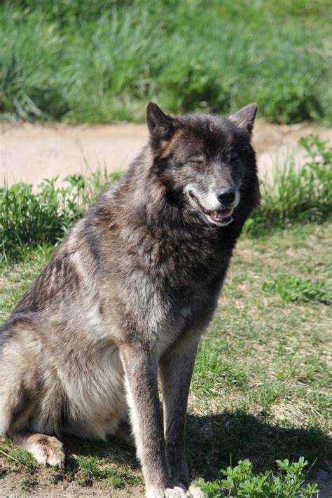 Gray Wolf Detroit Zoo Zoochat