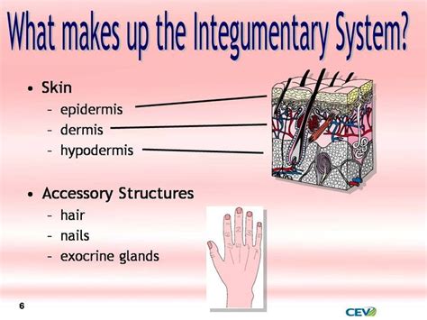 17 Best Images About Integumentary On Pinterest Sebaceous Cyst Skin