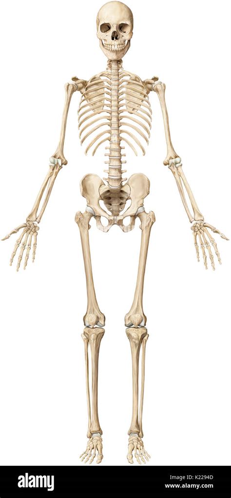 Das Menschliche Skelett Besteht Aus 206 Artikuliert Knochen In