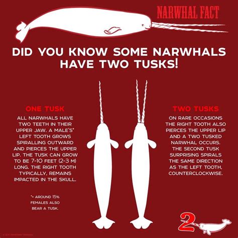 Narwhal Narwhal Narwhal Facts Marine Biology