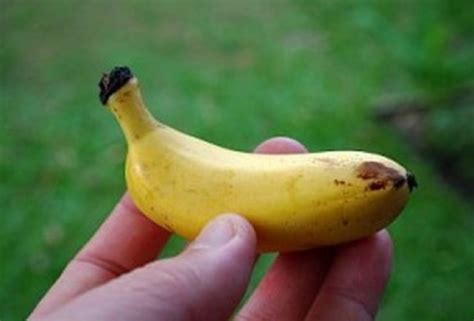 Ten Strange And Unusual Types Of Bananas You Wont Believe Are Real