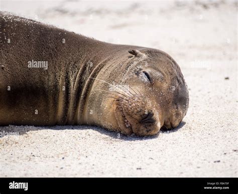 Galapagos Sea Lion Zalophus Wollebaeki Stock Photo Alamy