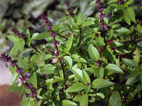 Tips To Care For Holy Basil Plant
