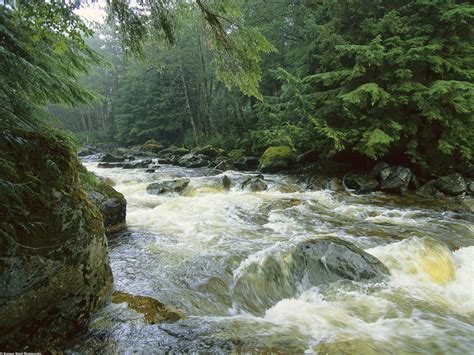 Rushing Salmon Stream Princess Royal Island Canada - Rivers And Streams ...