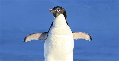 This would cause them to overheat as their. World Penguin Day: 10 Black & White Facts About Penguins ...