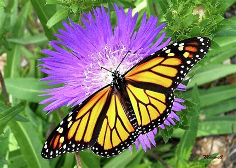 Savings spotlights · curbside pickup · everyday low prices Monarch Butterfly Purple Pixie Flower by Maxwell