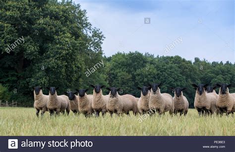 Flock Of Lambs Newly Weaned Sired By A Suffolk Ram Warwickshire Uk