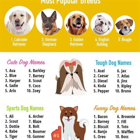 What Are The Most Popular Pet Names / The Most Popular Pet Names For