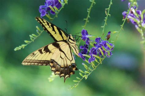 Eastern Tiger Swallowtail Birds And Blooms