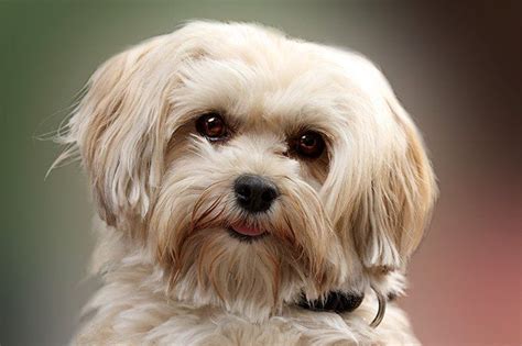 Havanese Dog Breed Information Pictures Characteristics And Facts
