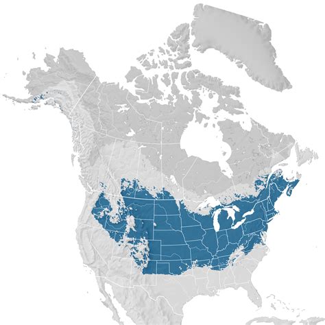 American Tree Sparrow Range Map Non Breeding Ebird Status And Trends