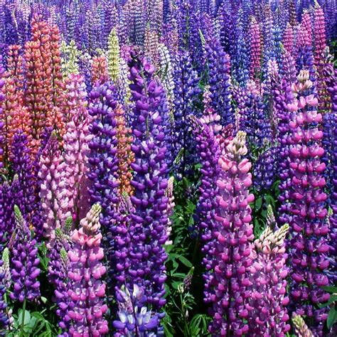 Lupine Russell Pack Grow Organic