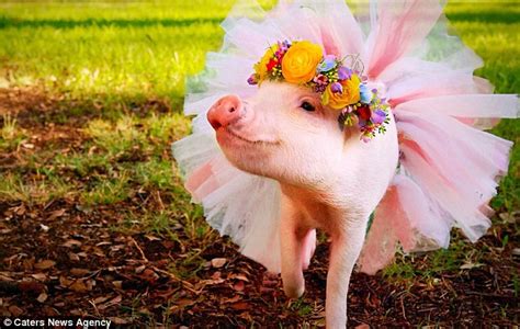 Hamlet The Micro Pig Becomes Internet Star With Her Fancy Dress