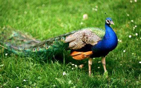 Indian Peafowl Amazing Pets For You