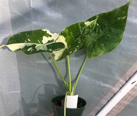 Alocasia Odora Variegata Okinawa Silver For Sale Online Plantly