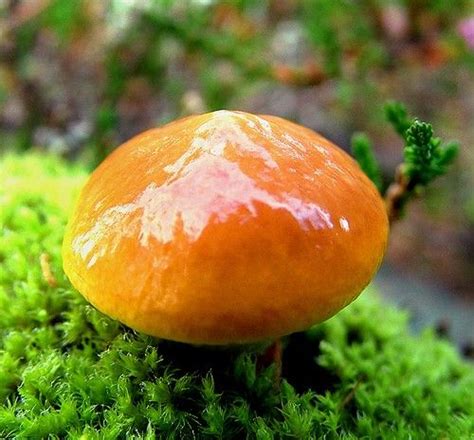 Larch Bolete Suillus Grevillei In The Pacific Northwest Edible