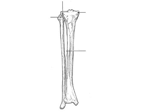 Bony Landmarks Tibia And Fibula — Printable Worksheet