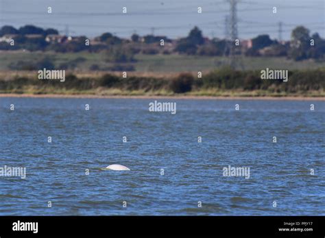 A Beluga Whale Swimming In The Thames Near Gravesend Kent Stock Photo