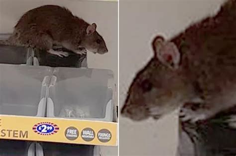 Giant Savage Rats Which Jump For The Throat Are Overrunning Tourist Hotspots In Paris Daily