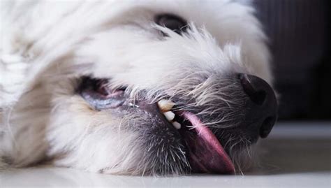 25 Very Serious Dog Health Symptoms That You Should Never Ignore