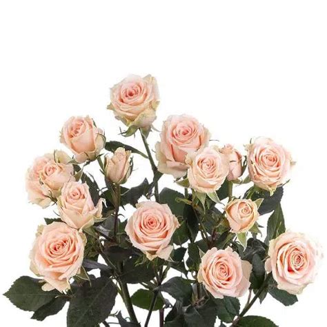 Peach Spray Rose 100 Stems Buy Bulk Flowers Jr Roses