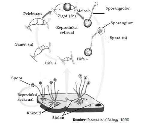 Gambar Siklus Hidup Plasmodium Penyebab Malaria Gambar Jamur Ascomycota