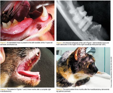 Oral Squamous Cell Carcinoma In Cats