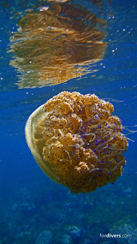 We did not find results for: Medusa Huevo Frito / Fried Egg Jellyfish. Cotylorhiza tube ...