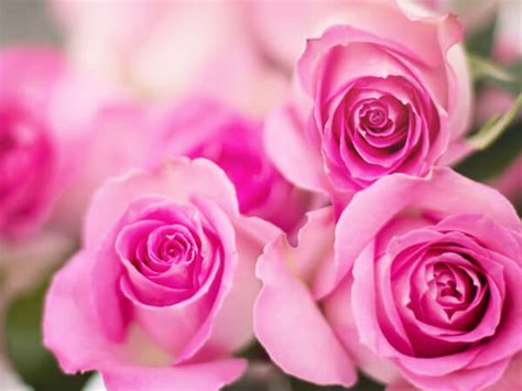 Check spelling or type a new query. Send Flowers | Jones Funeral Home, Inc. | Morgan City LA ...