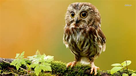 🔥 Free Download Owlet Wallpaper Animal Wallpapers 1366x768 For Your