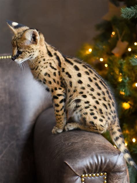 Each savannah cat is priced according to the appearance quality depending on tica standards. Complete Guide To Savannah Cats - The Happy Cat Site