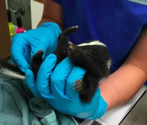 Rescued Baby Skunks Are Super Stinkin Adorable Baby Skunks Baby