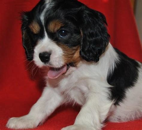 The puppies are located in north texas area. Cavalier King Charles Puppies for adoption - Belfast ...