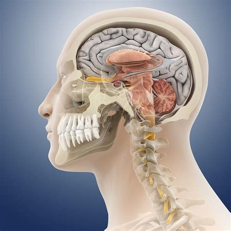 Head And Neck Anatomy Artwork Photograph By Science Photo
