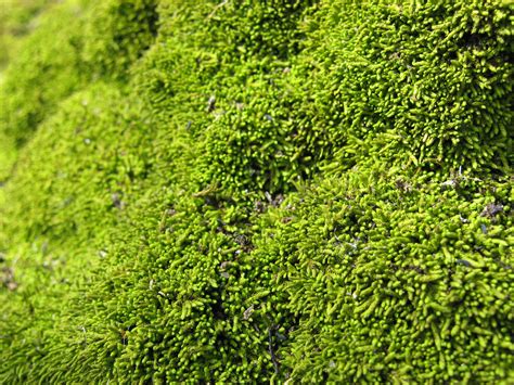 Grön Mossa Texture Gratis Stock Bild Public Domain Pictures