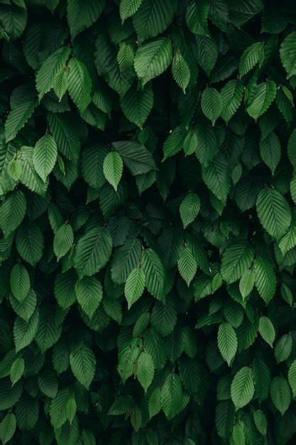 Premium Photo Closeup View Of Dark Green Natural Bush Leaves Pattern