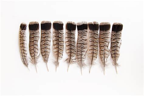 Ruffed Grouse Tail Feathers Still