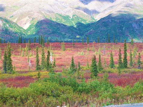Artwork Landscape National Park Alaska Winter Trees Wallpaper And