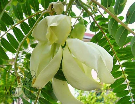 Nama bunga lawang dalam bahasa cina adalah ba jiao atau bat gok yang memiliki arti delapan tanduk, sesuai dengan bentuknya yang memiliki delapan kelopak. Manfaat Dan Khasiat Kembang Turi Bagi Tubuh | Daun Asal Hutan