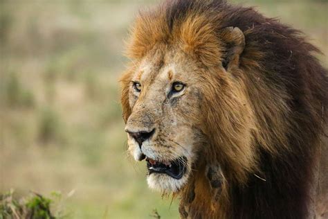 Lion Kings 13 Stunning Photos Of Kenyas Magnificent Wildlife Wanderlust