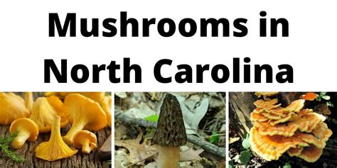 A Comprehensive List Of Common Wild Mushrooms In North Carolina