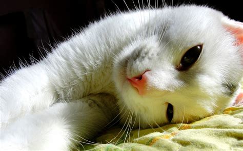 Todas las razas de gatos. Gatito blanco HD | FondosWiki.com