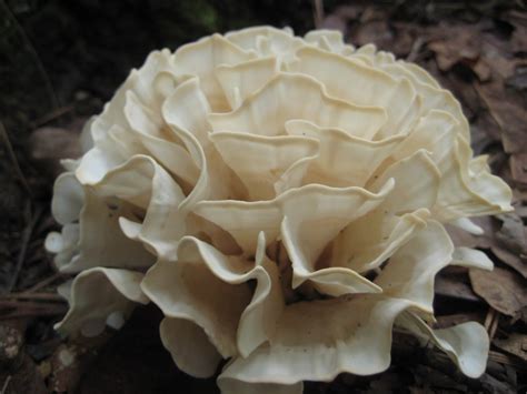 Atlanta Veggies Found Food Cauliflower Mushroom