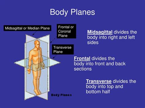 Ppt Unit 62 Body Planes Directions And Cavities Powerpoint