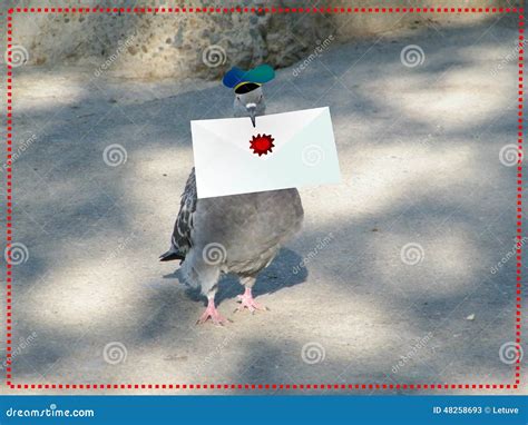 Carrier Pigeon With Letter Stock Photo Image 48258693